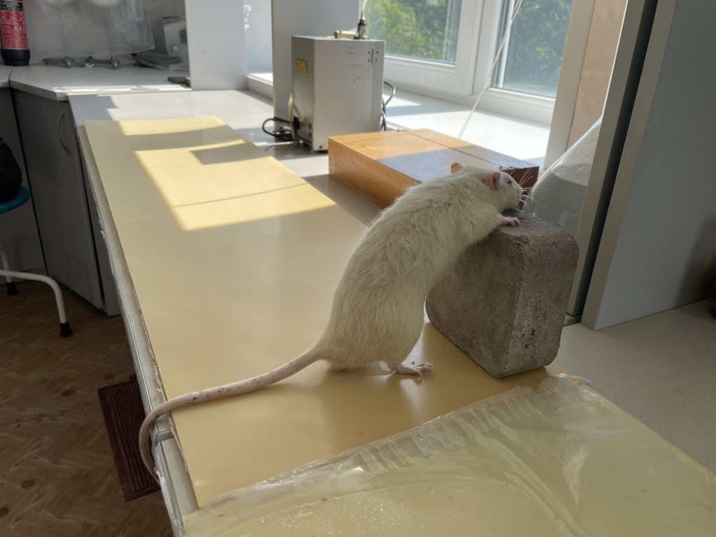 Триває робота СНГ