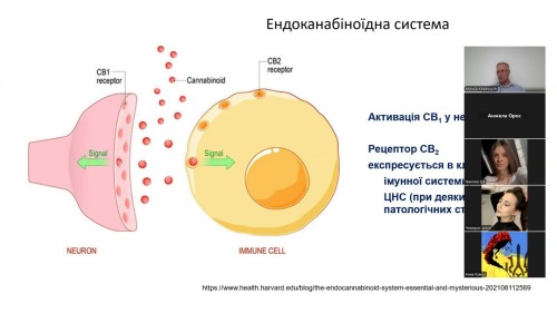 Відіотека
